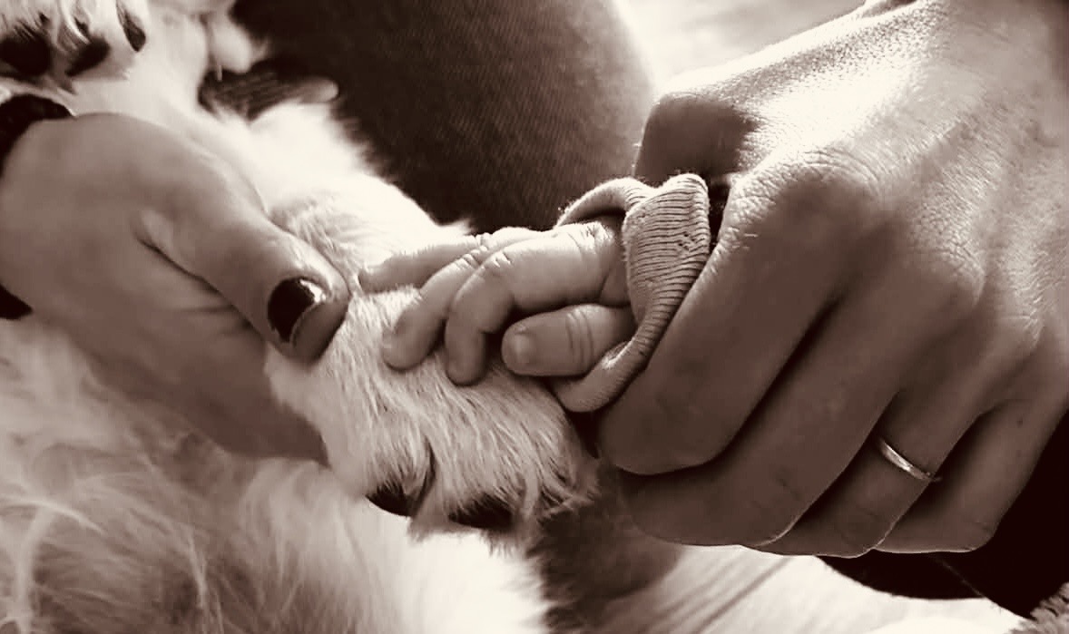 Main d'enfant et patte de chien